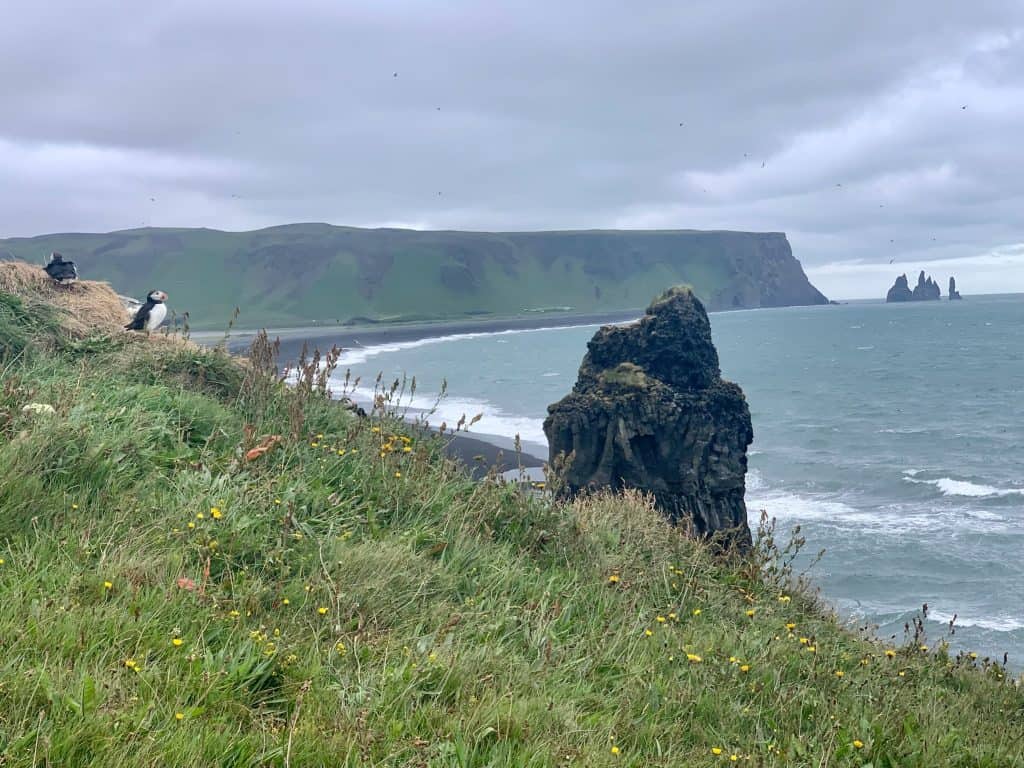 Spotting puffins in Iceland along the south coast