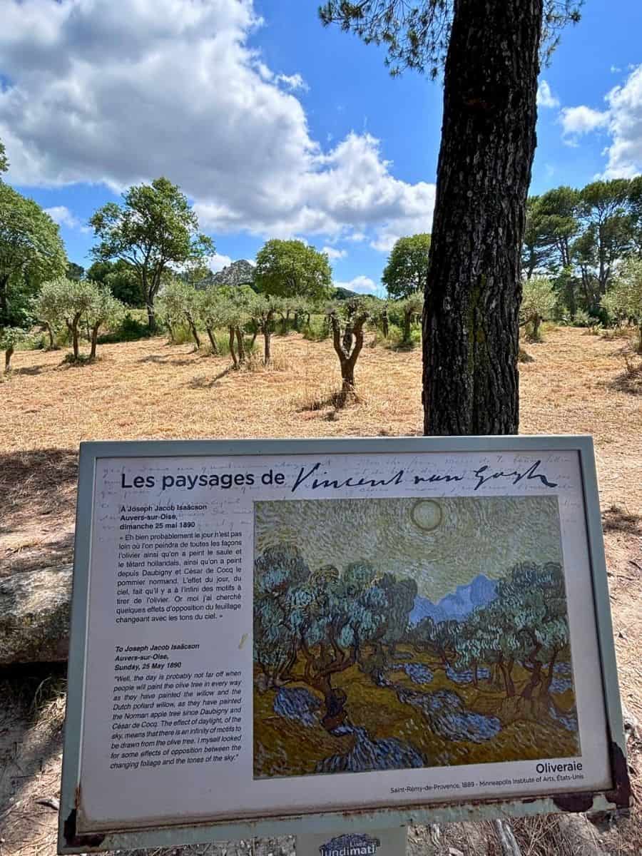 A direct view of the olive trees featured in one of Van Gogh's paintings