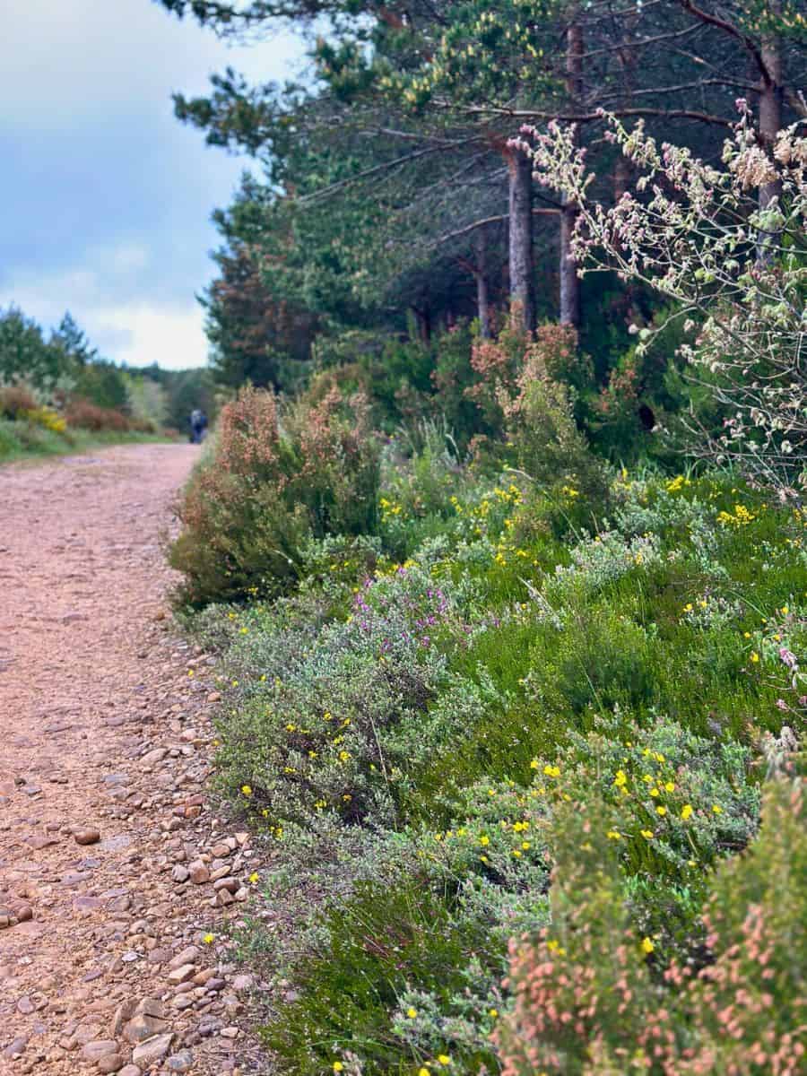 Quiet trail section on the Camino Francés in spring - ideal for first-time walkers.