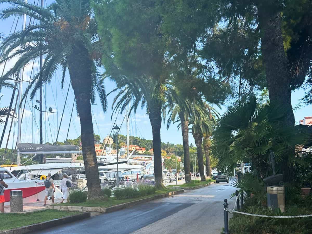 Palm trees lining the main road along the marina in Cavtat. Cavtat makes for a great adventure day trip from Dubrovnik
