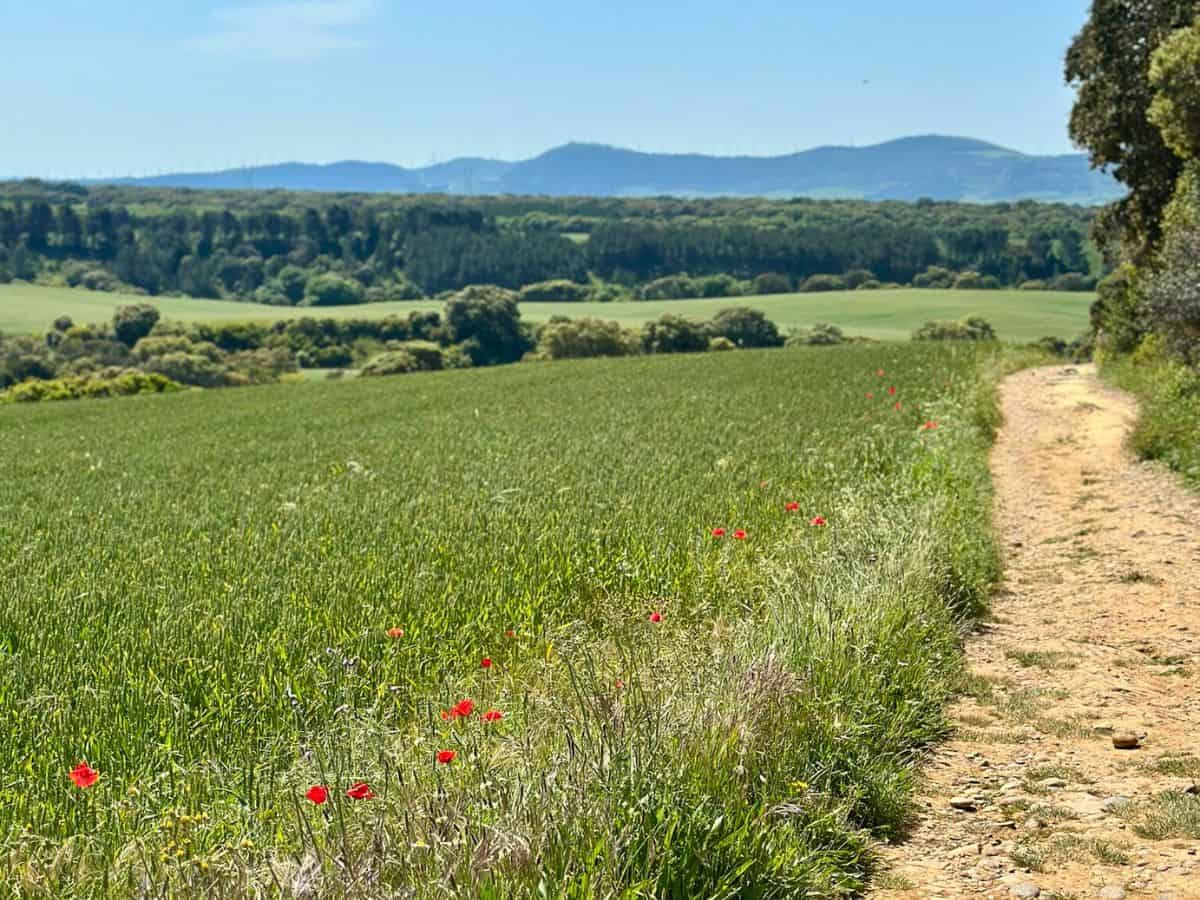 Beautiful poppies in bloom along the Camino Francés in May