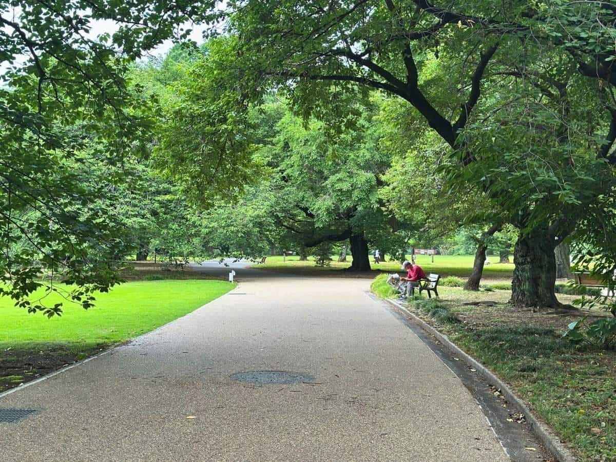 Wide tree-covered pathway through Tokyo's Shinjuku Gyoen National Garden