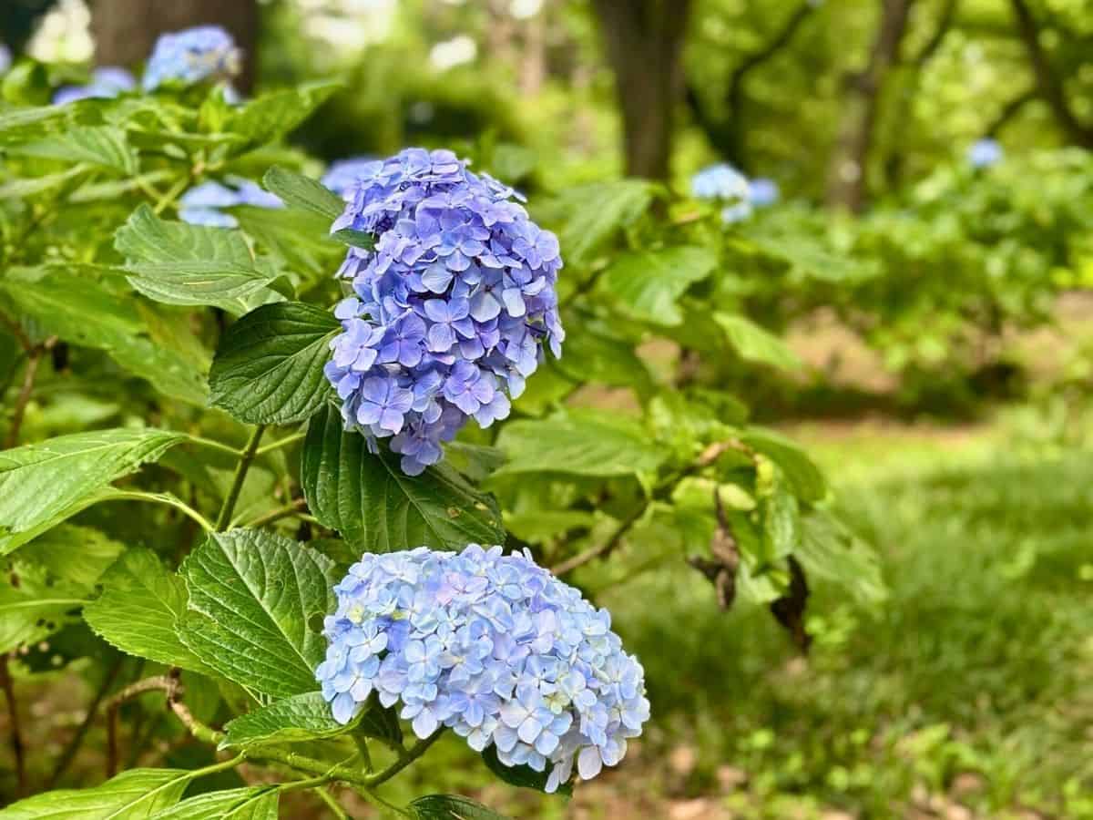 Beautiful hydrangeas in bloom at Shinjuku Gyoen National Garden in Tokyo