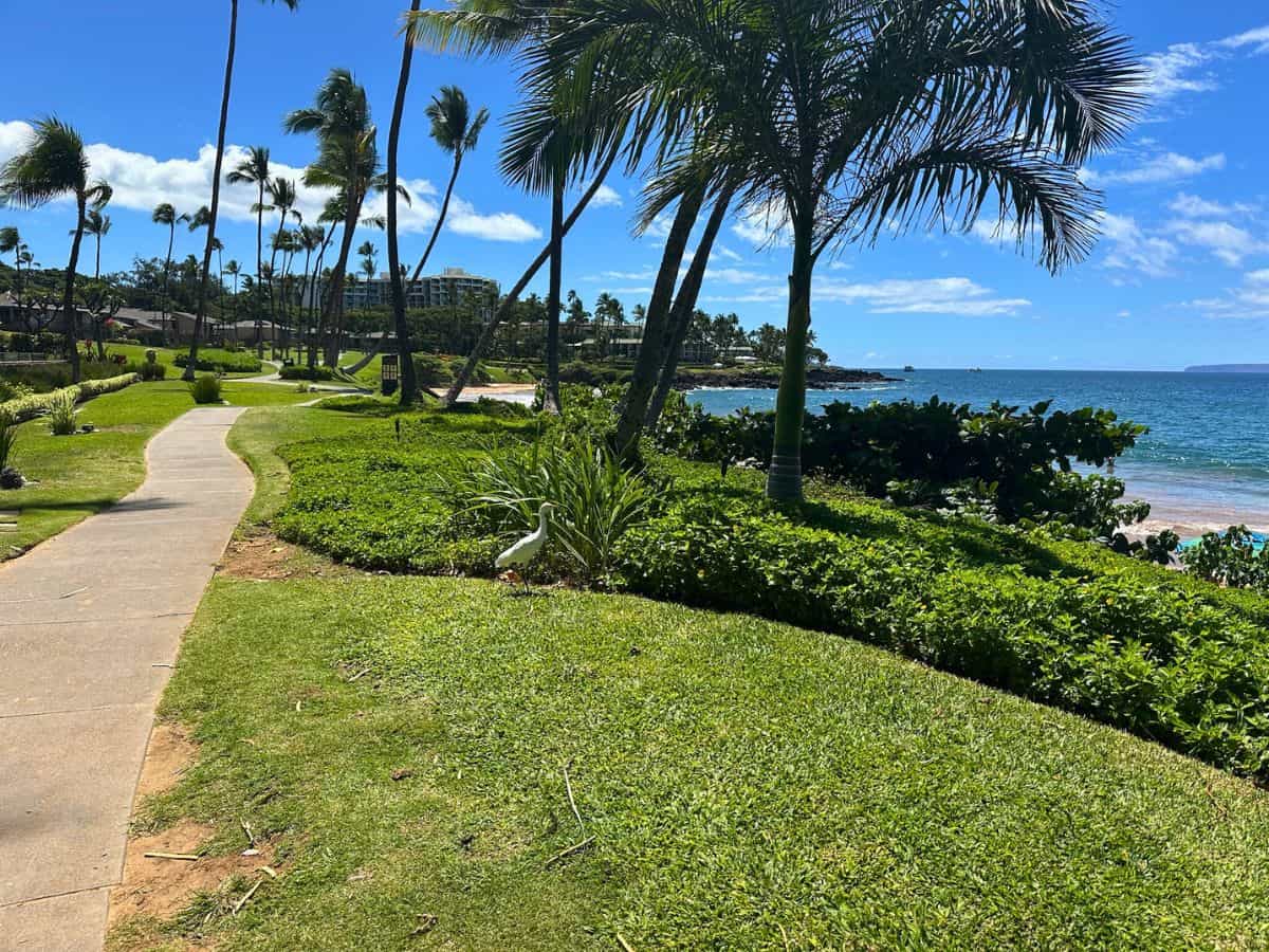 A groomed trail along the Wailea Coastal Trail