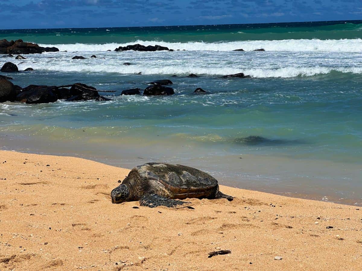 Spotting seat turtles on shore is a great activity on Maui's north shore beaches