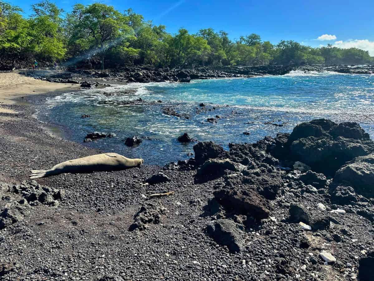 A Hawaiian monk seal along a beach on a Maui coastal hike.